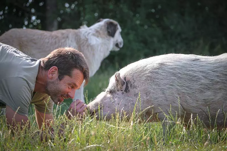 Naschen und Gutes tun: Land der Tiere - Schwein