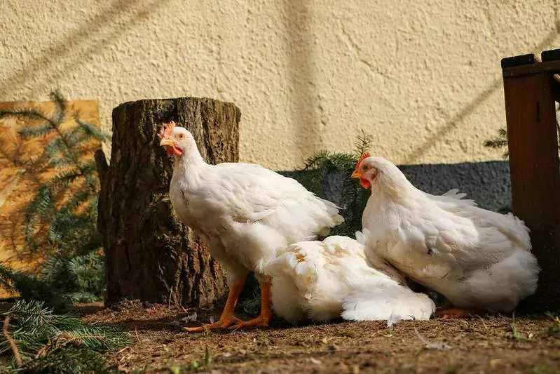 Naschen und Gutes tun: Land der Tiere - Hühner