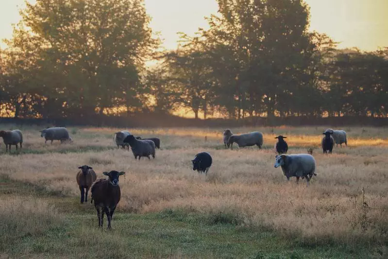 Naschen und Gutes tun: Land der Tiere - Schafe