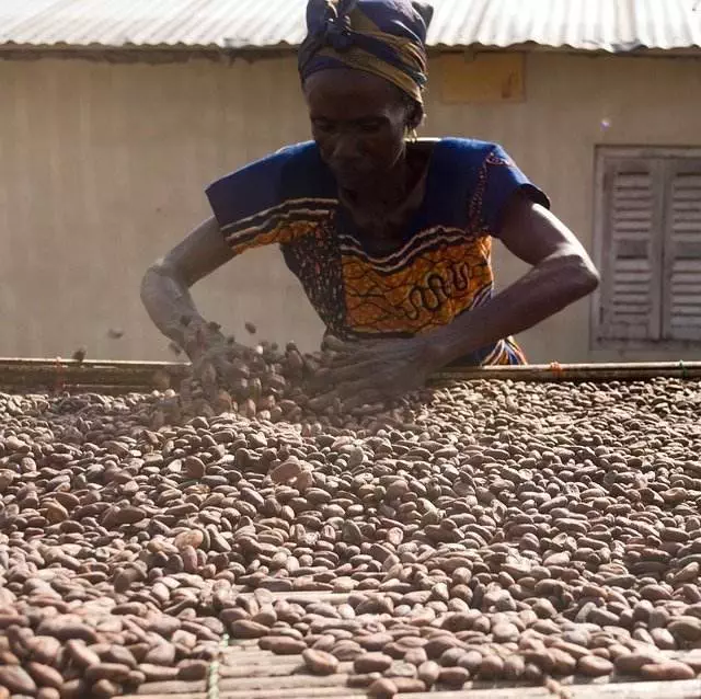 Kakaobohnen beim Trocknen mit Bäuerin