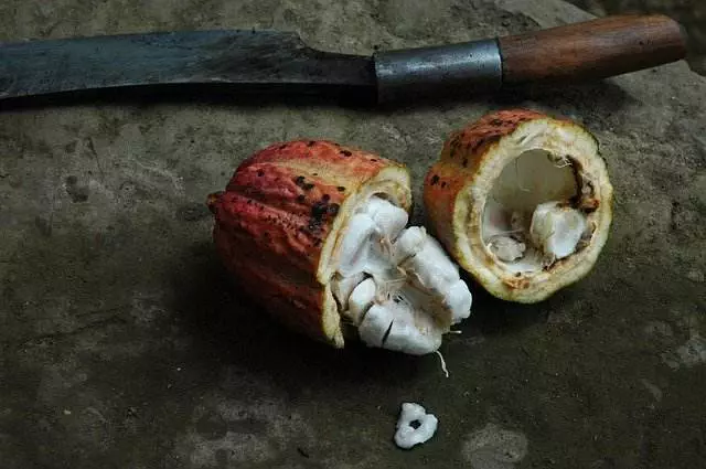 Kakao Frucht 