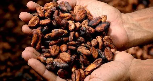 Kakaobohnen in Hand